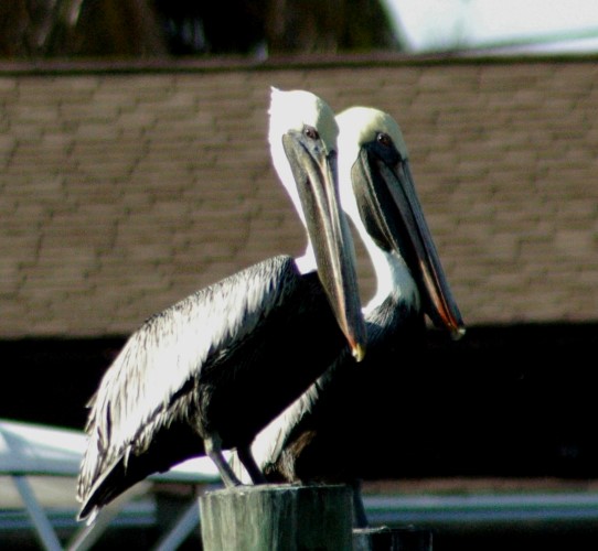Brown PelicansCopyright Kelly Dean
