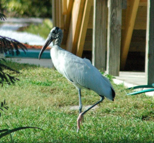 Wood stork in Bokeelia, FL. Copyright Kelly Dean