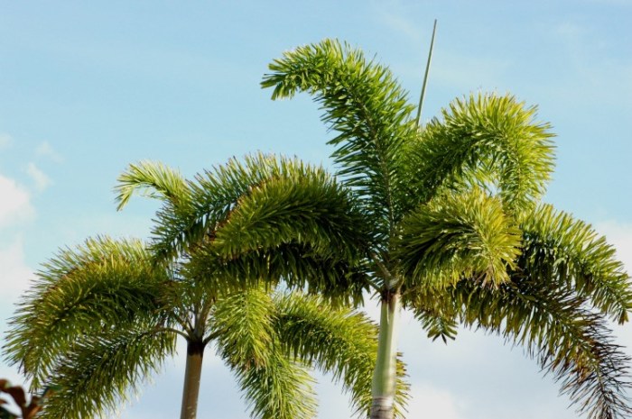 Foxtail PalmCopyright Kelly Dean