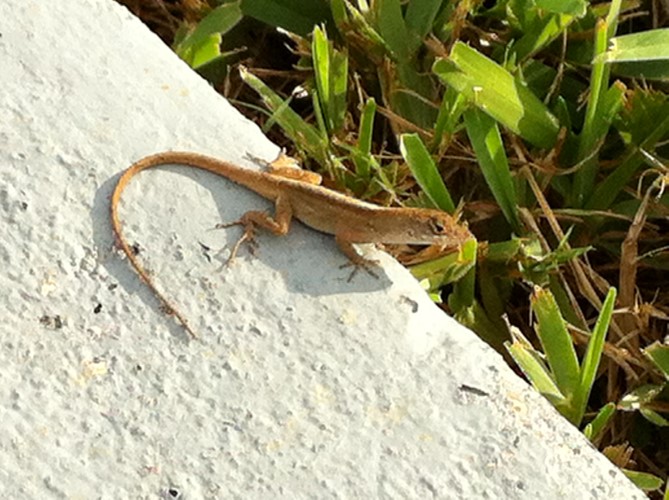 phonepicsbackup9-24-12-414-custom