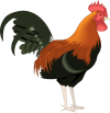 rooster4-custom