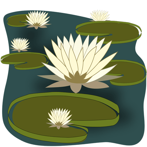 water-lily2-custom