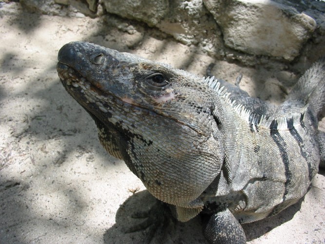 iguana