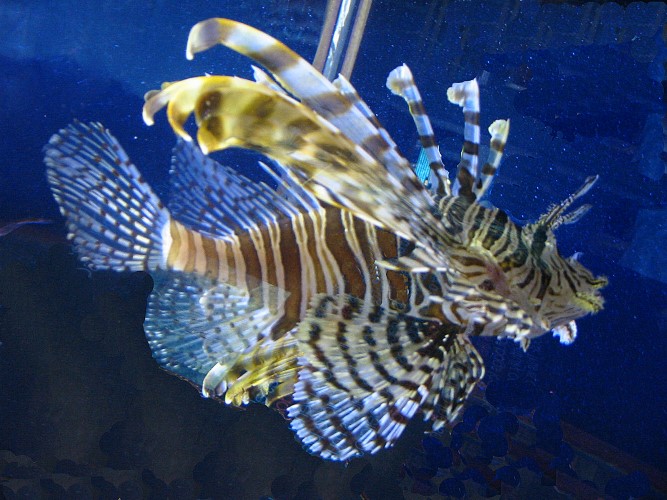 lionfish