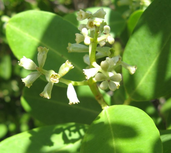 white-mangrove-custom