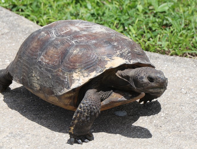 Close Encounter with the Gopher Tortoise | ReFLocate.com