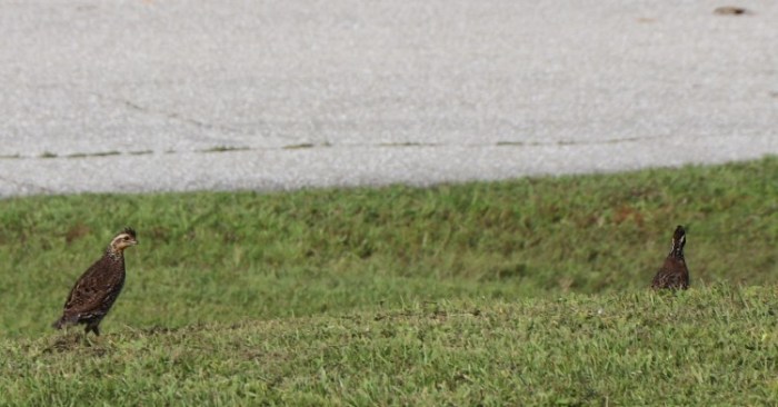 IMG_2304crop (Custom)