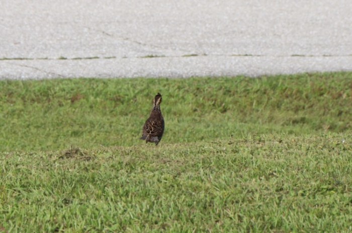 IMG_2305crop (Custom)