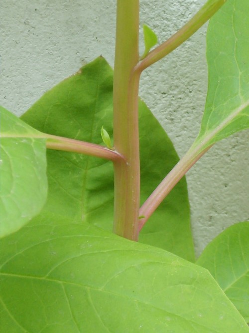 Phytolacca_americana_3 Dalgial (Custom)