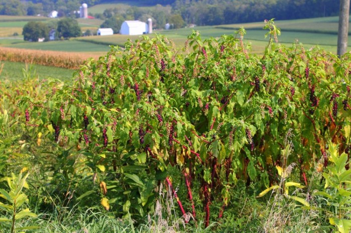 Pokeweed_bush_in_Northumberland_County,_Pennsylvania Jakec (Custom)